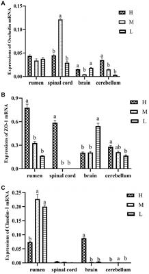 Effects of dietary energy levels on microorganisms and short-chain fatty acids of rumen and tight junction proteins in Honghe Yellow cattle